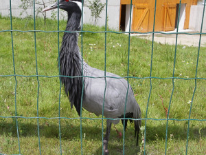 Jeden z prvních obyvatel nového areálu Zoo Ohrada - panenský jeřáb