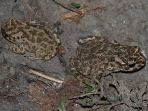 Na místě můžete vidět desítky žab