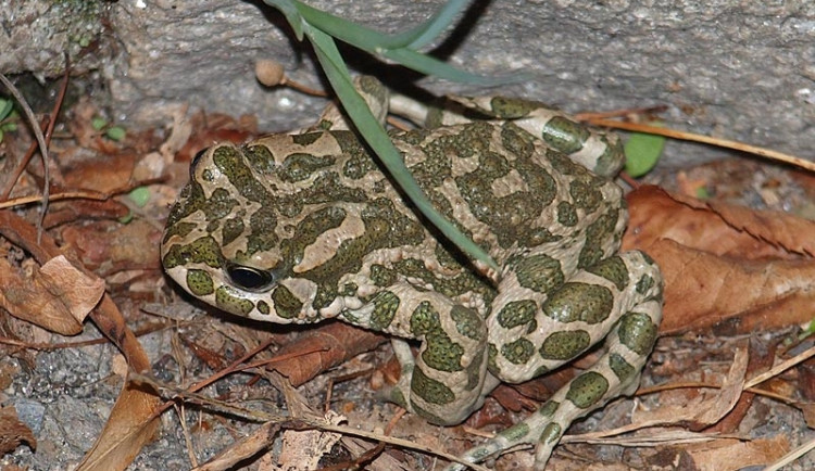 Ropucha zelená v budějckém Pětidomí