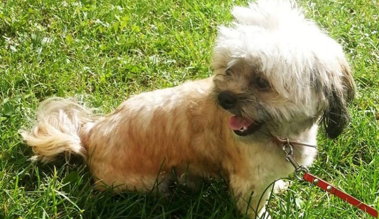 Ztracený pejsek je v bezpečí. Víte, komu patří?