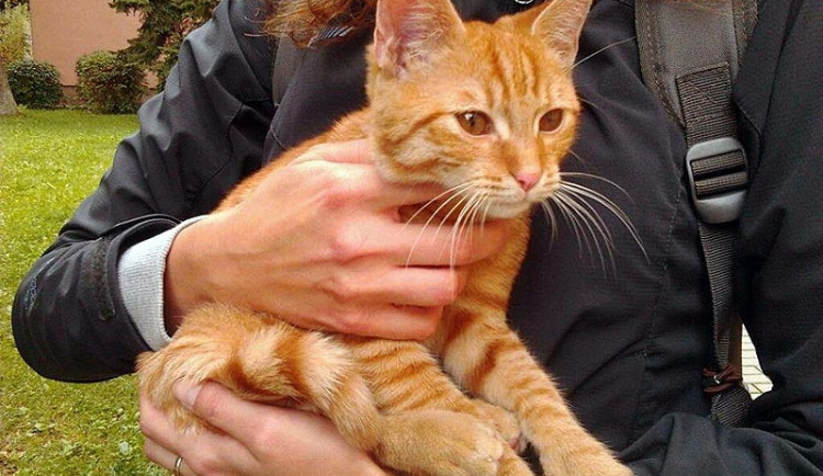 Má zatoulaný kocour z Neplachovy ulice svého páníčka?