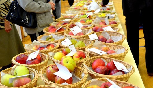 Regionální výstava ovoce v Budějcích