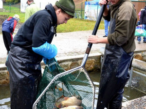 Výlov rybníku Rožmberk