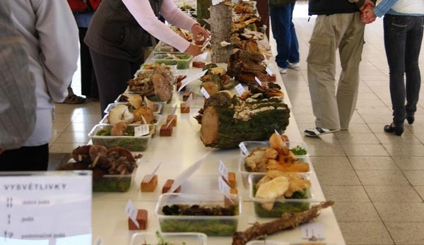 Loňská výstava hub