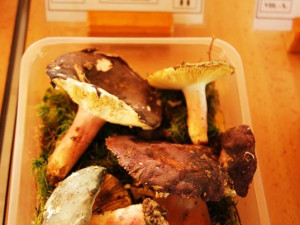 Holubinka olivová, výborná jedlá houba