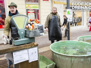 Tradiční prodej kaprů na Lannově třídě