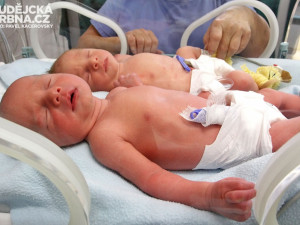 Jako první se v roce 2014 narodila dvojčata Fošumova
