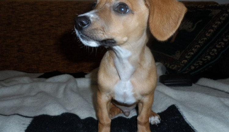 Ztracené štěňátko jménem Čip