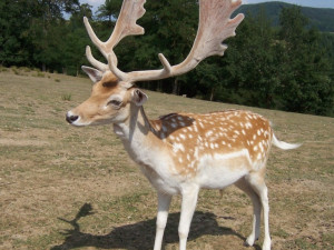 Daňkům se zastesklo po domově, do ohrady se vrátili sami