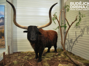 Zvířata jsou v životní velikosti