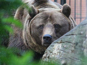 Hlubočtí medvědi dostanou ke svému čtvrtstoletí dort