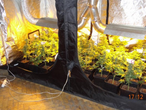 Domácí pěstírna marihuany