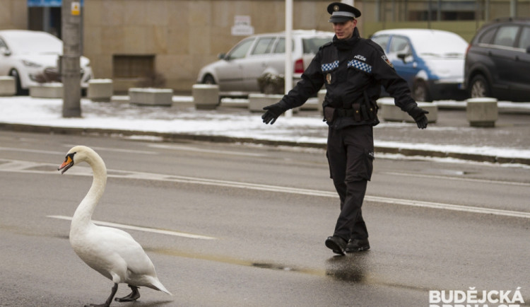 Strážníci naháněli po městě zbloudilou labuť