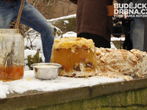 Medvědí bratři Ben a Dick slavili své pětadvacáté narozeniny