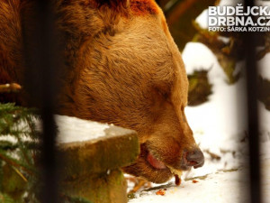 Medvědí bratři Ben a Dick slavili své pětadvacáté narozeniny