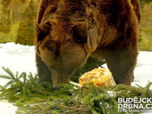 Medvědí bratři Ben a Dick slavili své pětadvacáté narozeniny