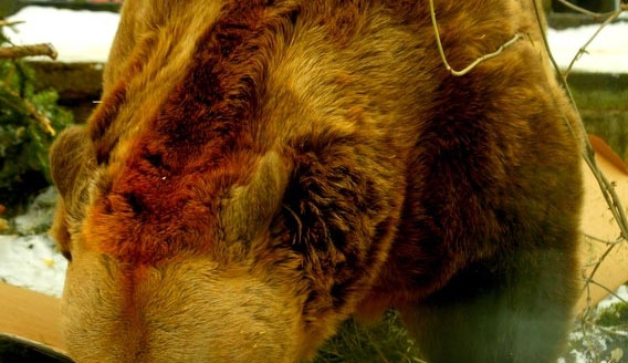 Medvědí bratři Ben a Dick slavili své pětadvacáté narozeniny