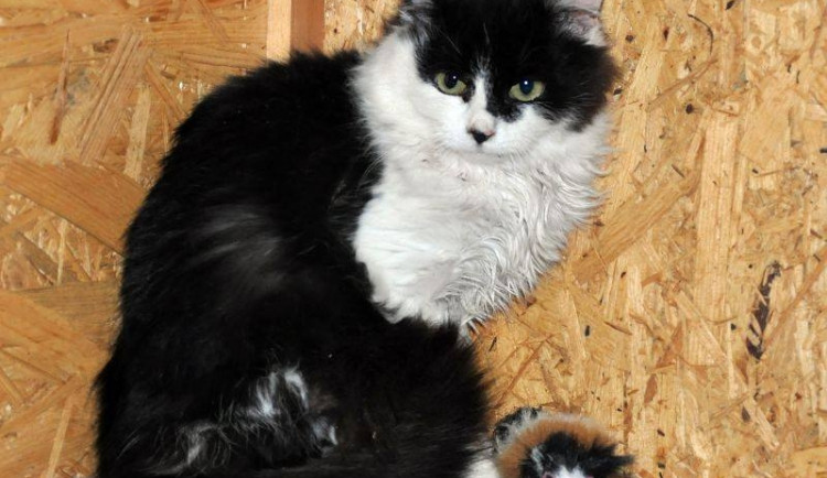 Poslední nalezená číča