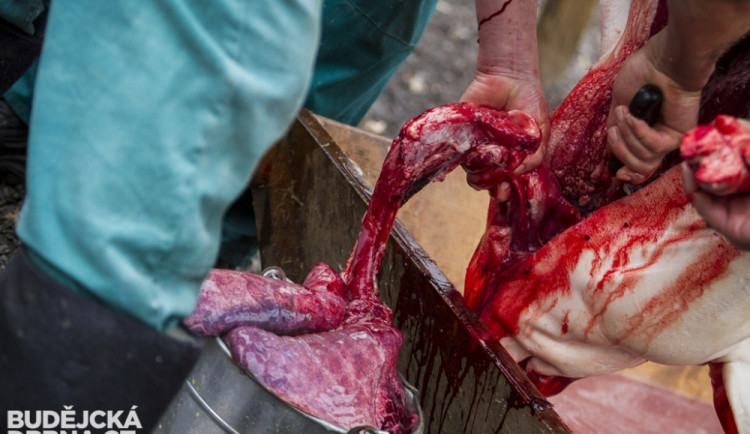 Masopust spojený se zabíjačkou v Boršově nad Vltavou