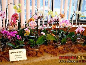 V Metropolu začíná několikadenní výstava orchidejí