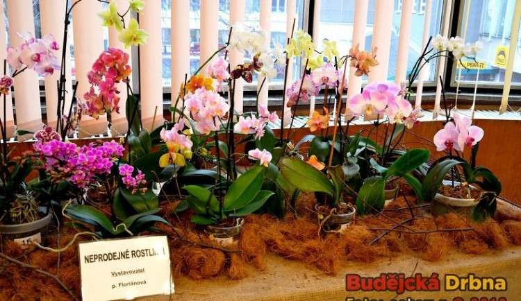 Výstava orchidejí v DK Metropol