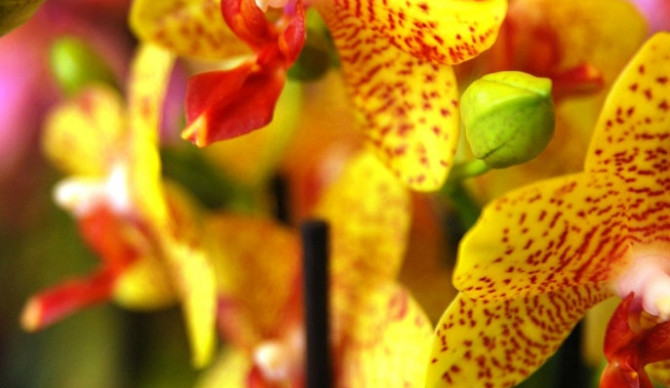 FOTO: Kulturní centrum rozjasnily nádherné orchideje