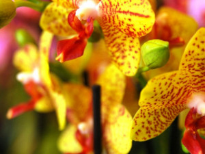 FOTO: Kulturní centrum rozjasnily nádherné orchideje
