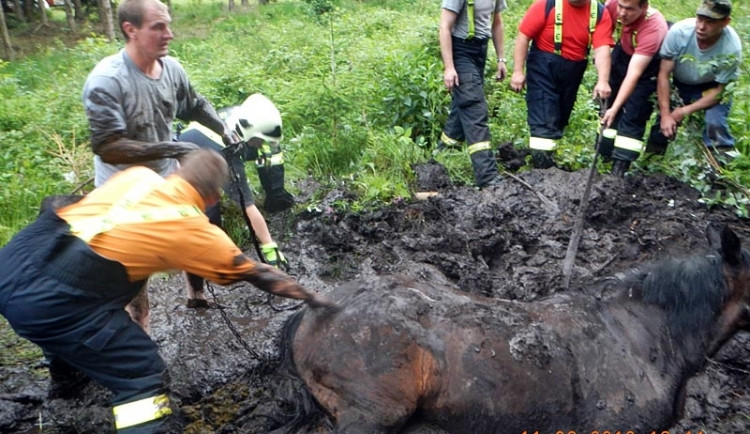 Takto například pomáhali dobrovolní hasiči před dvěma lety zachraňovat koně uvíznutého v bahně na Novohradsku