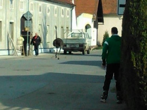 Návštěvníky Bavorovic přivítala uprchlá pštrosice