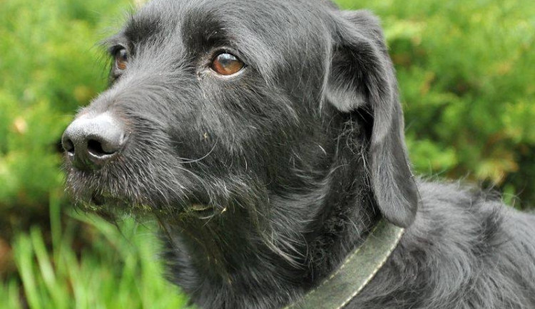 čtyřletý kříženec jezevčíka