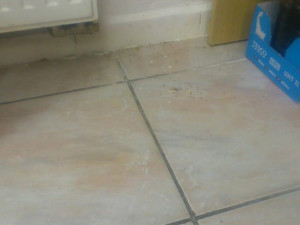 Mravenci v MŠ Lvíček