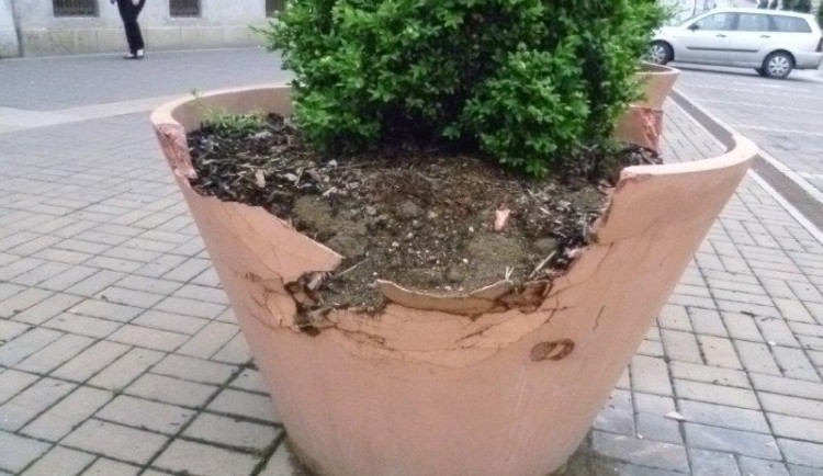 Zničený květináč s okrasným keřem