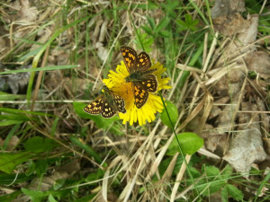 V krajské metropoli se rozjel projekt Chceme motýly v Českých Budějovicích