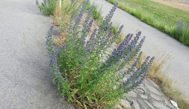 Neposekaný svah u Vltavy, kde žijí motýli