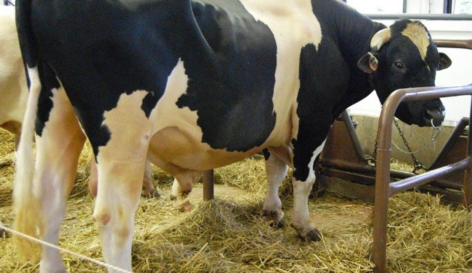 Býk - ilustrační foto