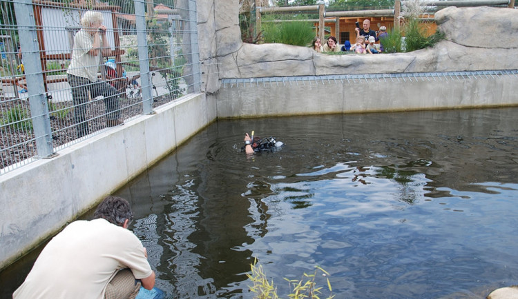 Starosta v tygřím výběhu