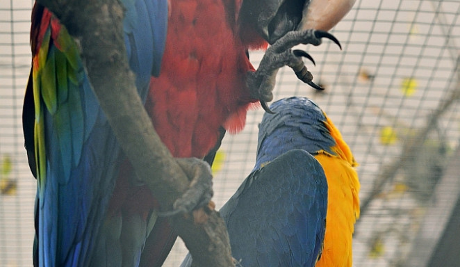 Výstava okrasného ptactva hraje všemi barvami