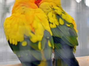 Výstava okrasného ptactva