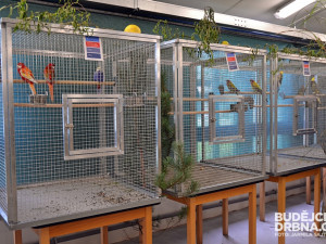 Výstava okrasného ptactva