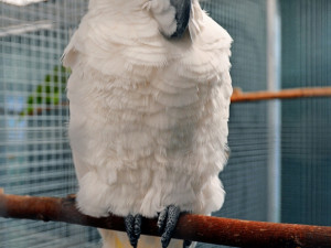 Výstava okrasného ptactva