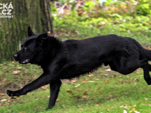 Krajský přebor policejních kynologů v Lišově