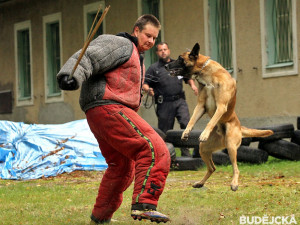 Krajský přebor policejních kynologů v Lišově