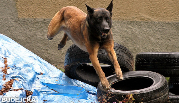 Tříapůlletý belgický ovčák malinois jménem Attu