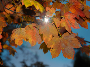 Foto: Jakub Matoušek