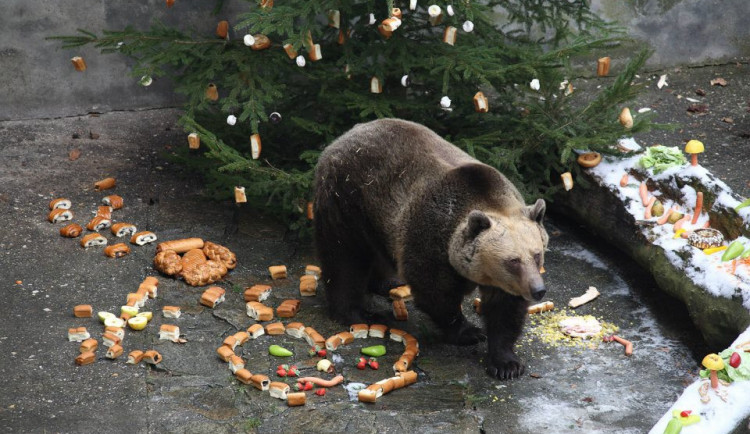 Medvědí Vánoce