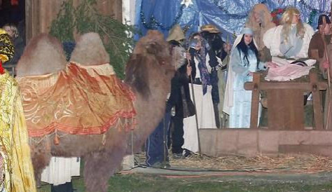 Do Živého betlému v Šindlových Dvorech přijde velbloud