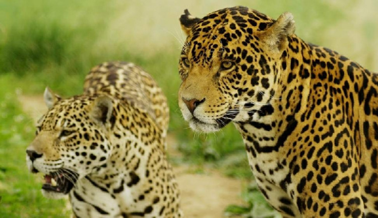Zoologická zahrada v Táboře zůstává otevřena