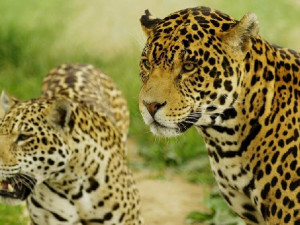 Zoologická zahrada v Táboře zůstává otevřena