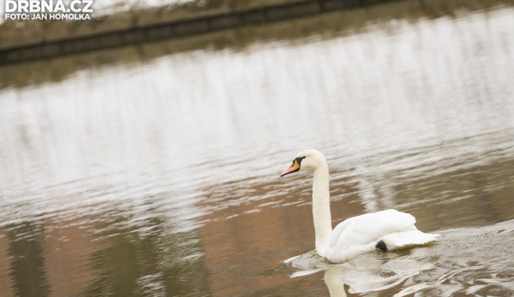 Labuť - ilustrační foto