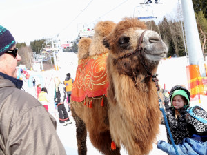 Na Lipno v sobotu dorazí velbloud Šajtan a lamák Otík